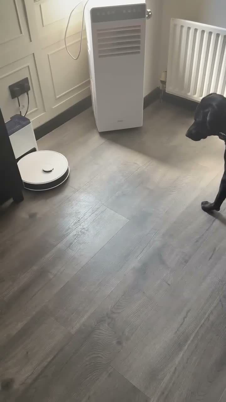 Labrador Retriever dogs for sale: 💙 Looking for the perfect home for Guinness 💙 in Stanford-le-Hope - Video 1