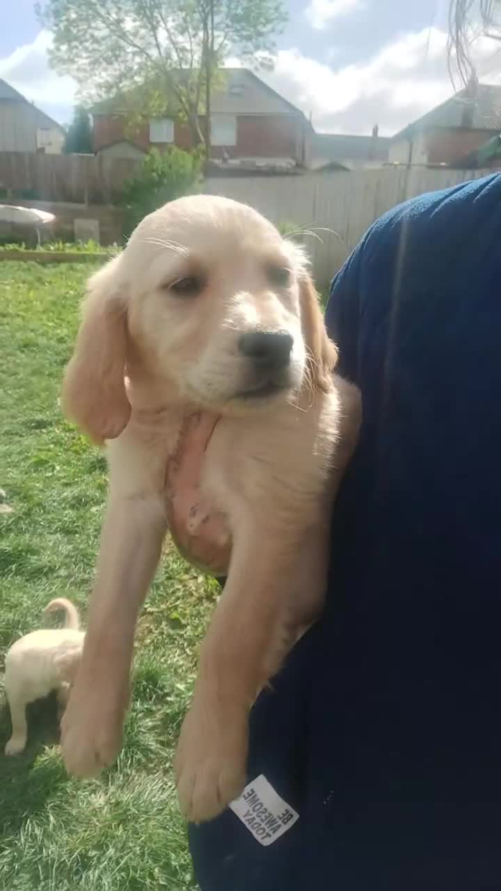 Golden Retriever dogs for sale: Last girl kc golden retrievers left  - Video 2
