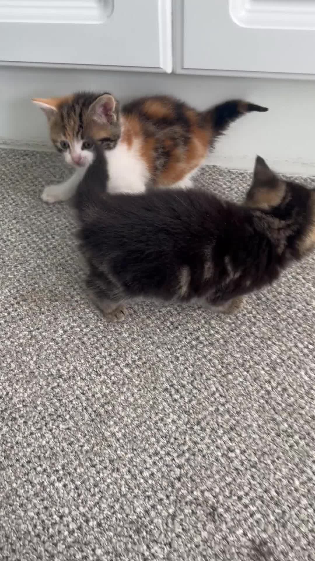 Norwegian Forest Cat cats for sale:     Four Adorable Kittens - Video 1