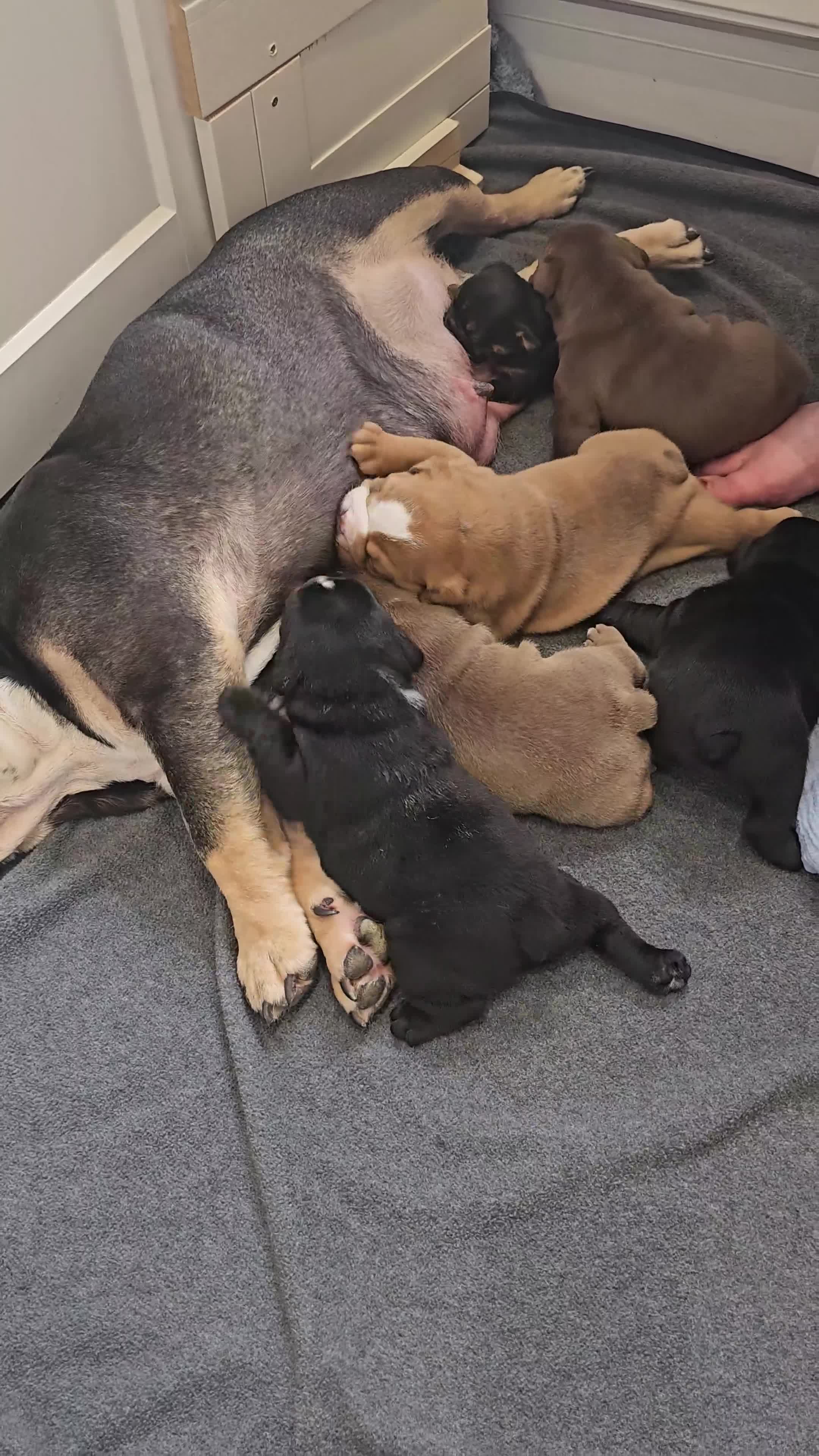 English Bulldog dogs for sale: KC Reg Champion Bloodlines 1 Girl Left £ 2800 - Video 4