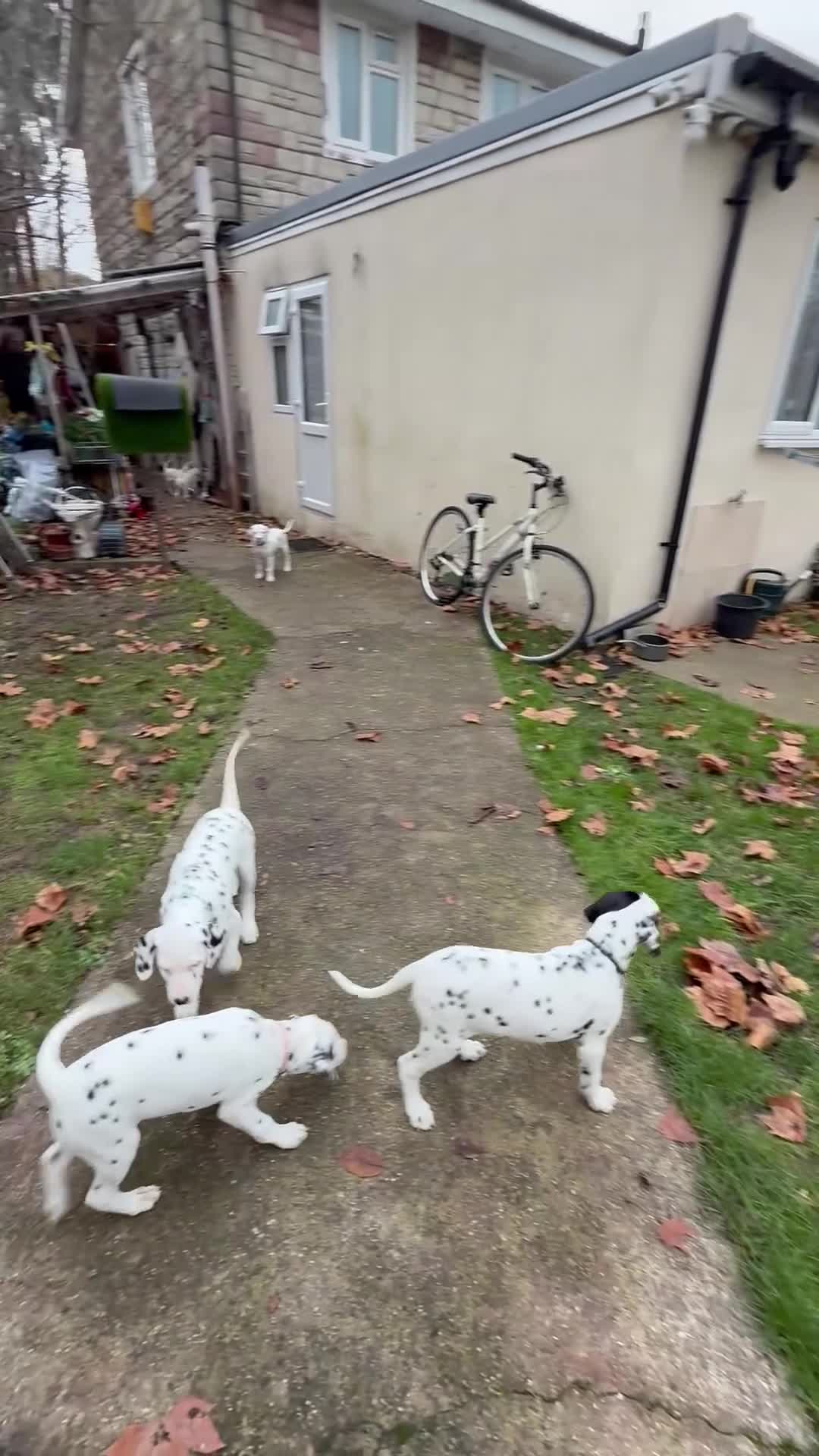 Dalmatian dogs for sale: Dalmațian puppies dogs for sale  - Video 3