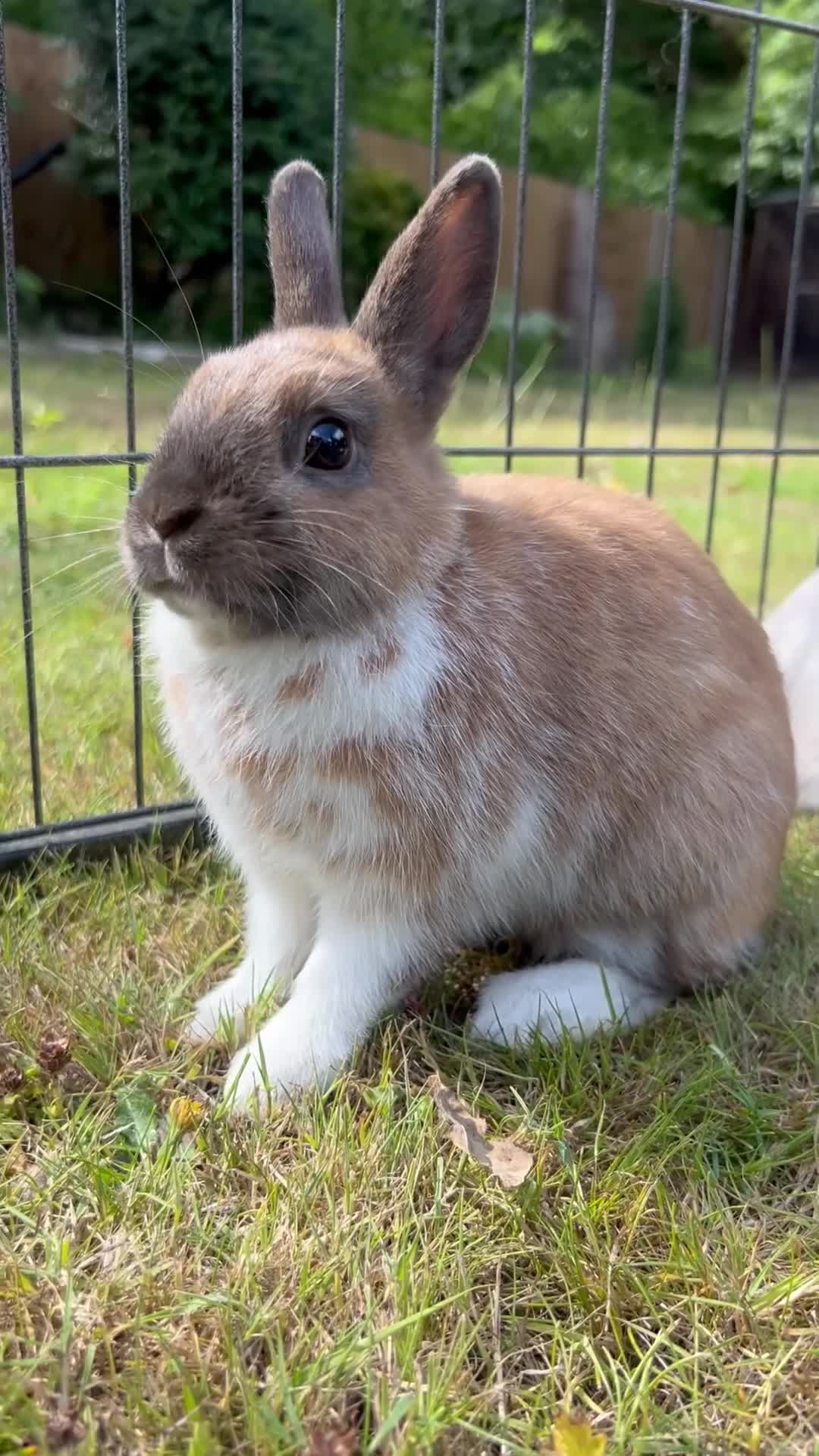 Netherland Dwarf rabbits for sale: Beautiful Purebred Netherland Dwarf Bunnies - Video 2