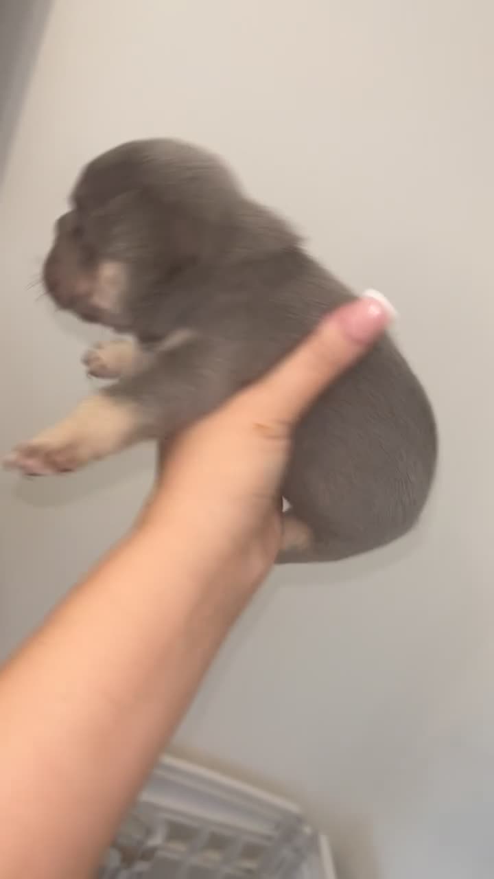 French Bulldog dogs for sale: French bulldogs  - Video 2