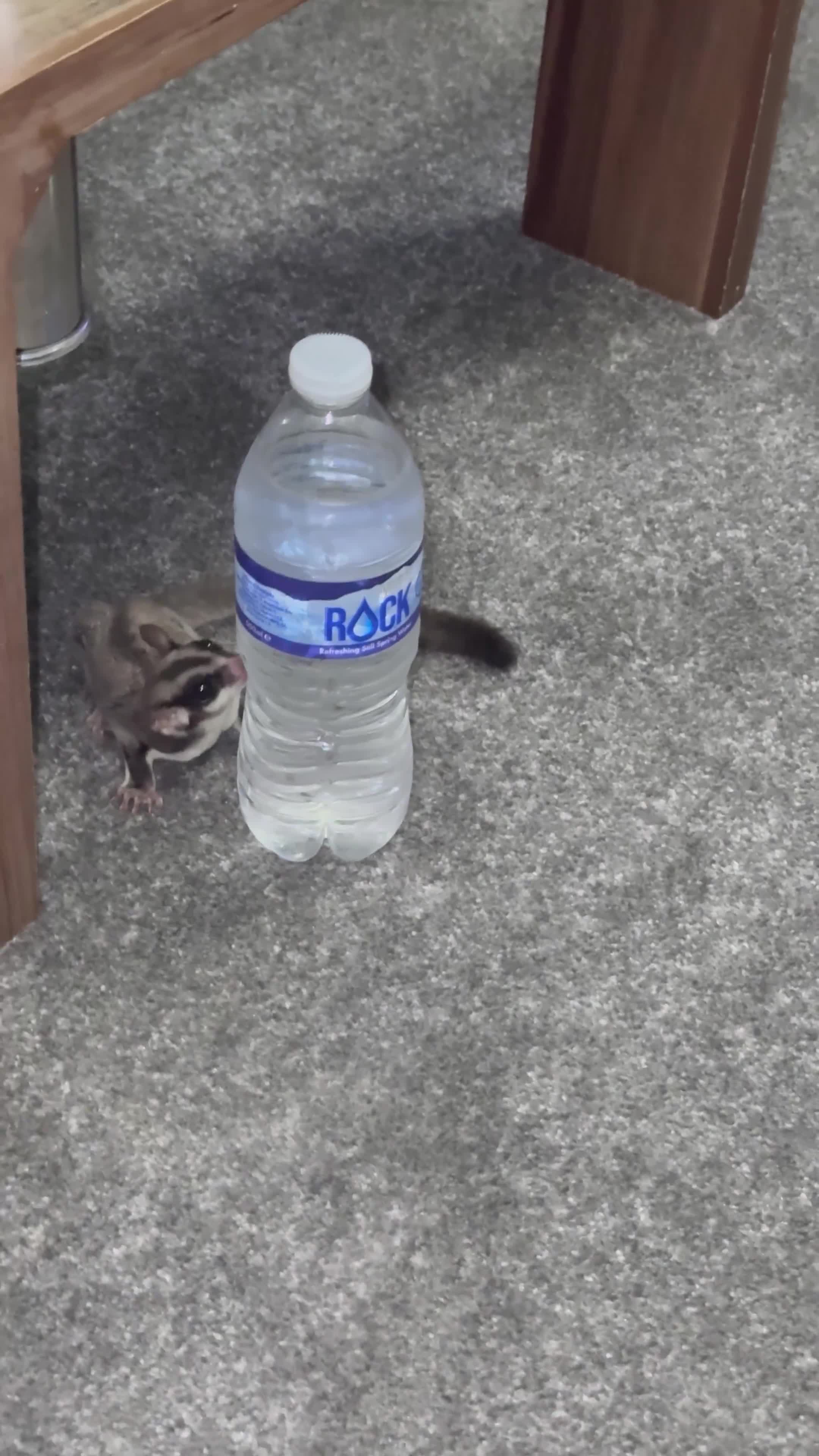 Sugar Glider rodents for sale: Two female sugar gliders with full set up - Video 1