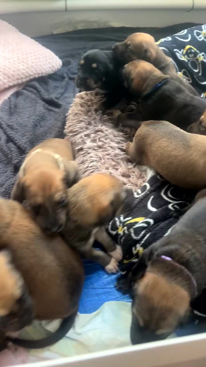 Mixed Breed dogs for sale: SalukiX⭐️ ONLY 4 Left ! READY TO GO  - Video 3