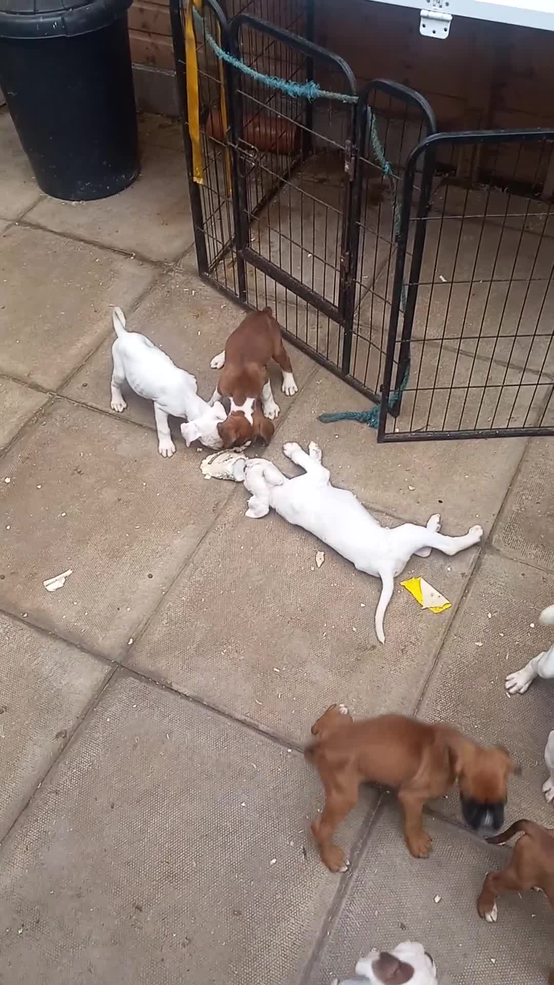 Boxer dogs for sale: KC Registered and ONLY 4 Left! See my 5* reviews - Video 1