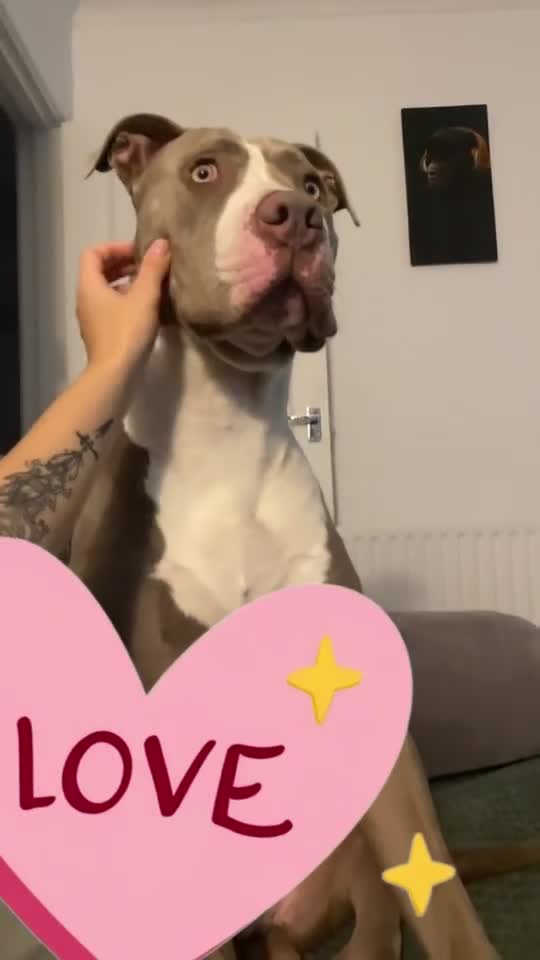 Mixed Breed dogs for sale: Cane corso mixed but unknown father  - Video 1
