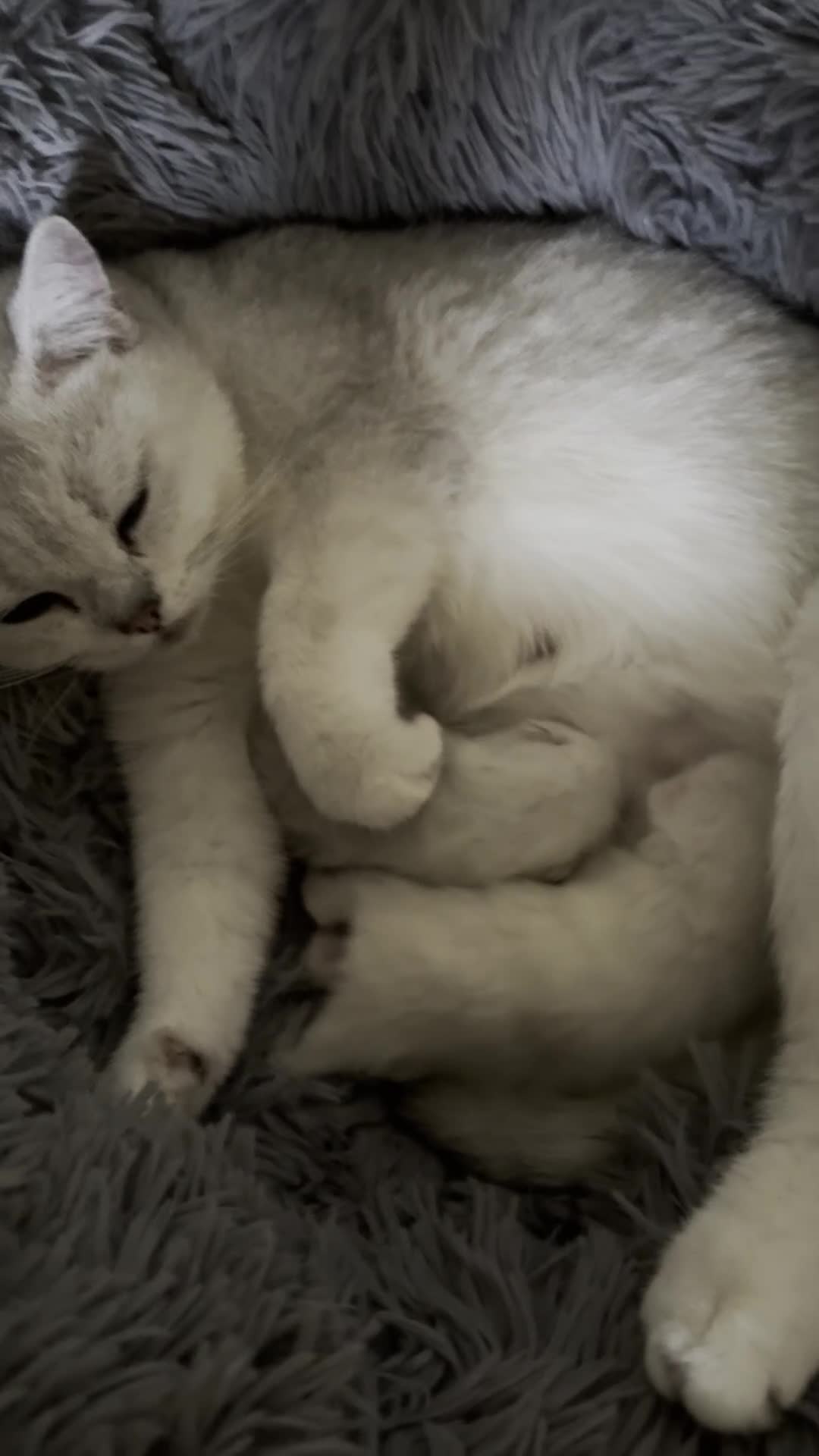 British Shorthair cats for sale: 1 Girl Left - British Shorthair Silver Kittens - Video 5