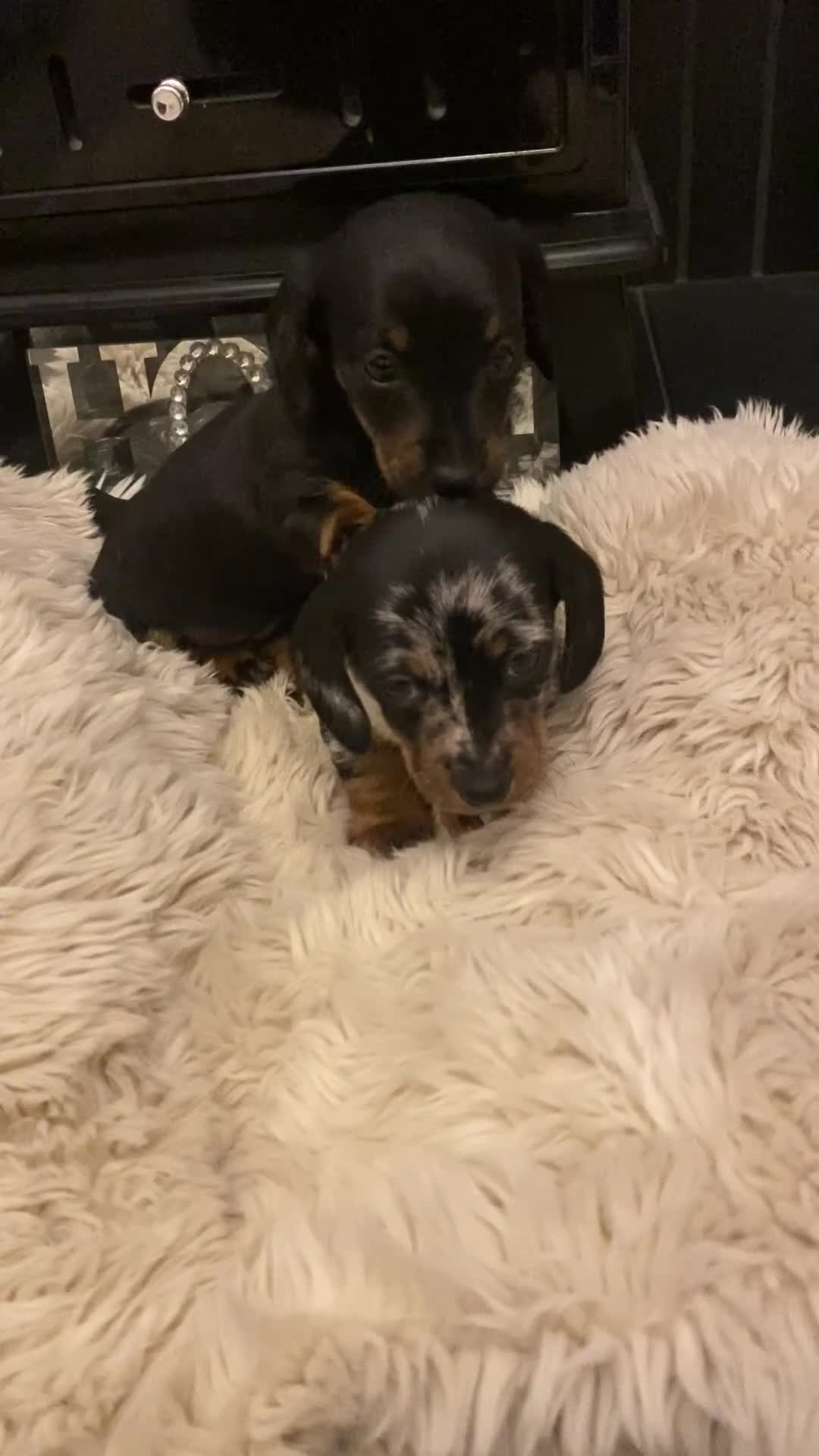 Miniature Dachshund dogs for sale: Champion Bloodline Miniature Dachshund Puppies  - Video 1