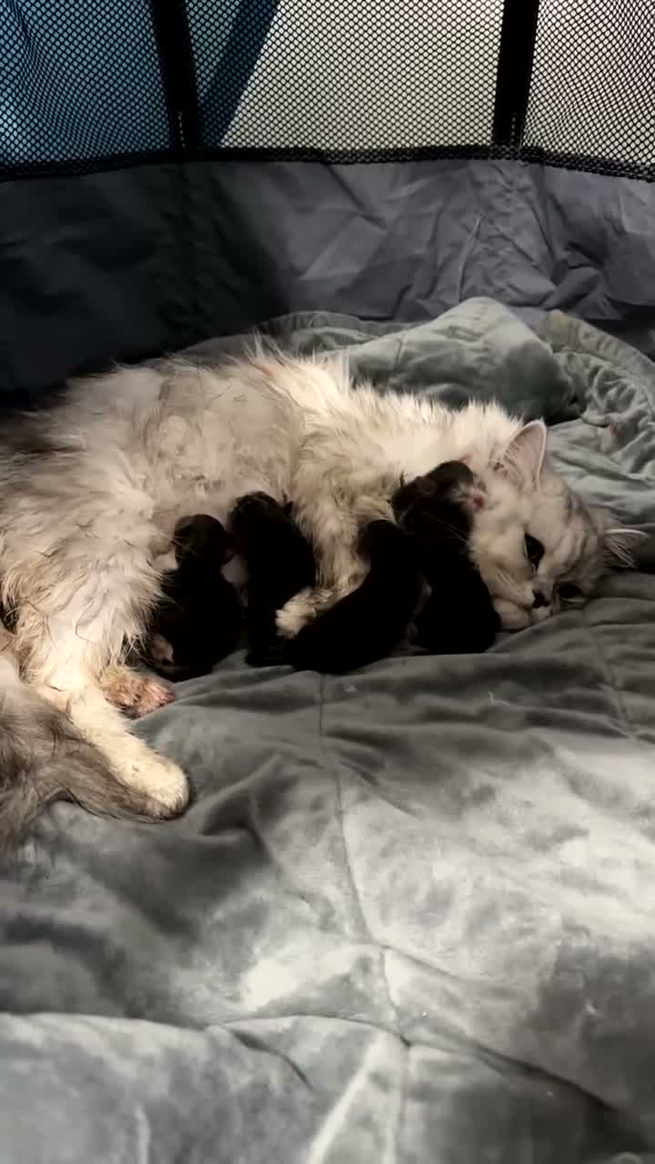 Persian cats for sale: 5 Beautiful Purebred Persian KittensREADY TO LEAVE - Video 1