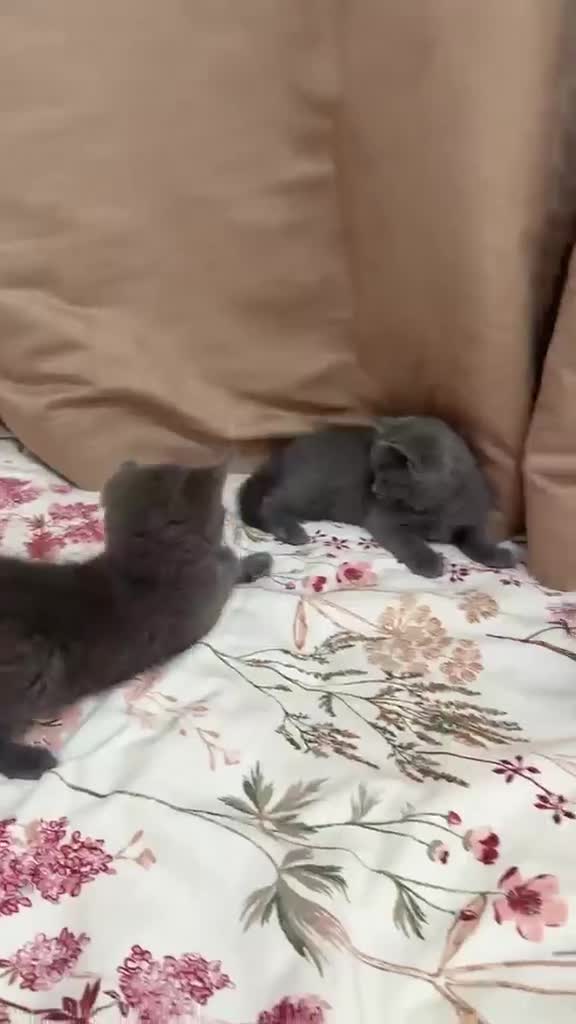 British Shorthair cats for sale: Gorgeous British short hair  in London - Video 5
