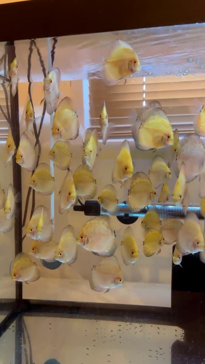 Discus fish for sale: Discus fish juveniles for sale - young and healthy in Birmingham - Video 2