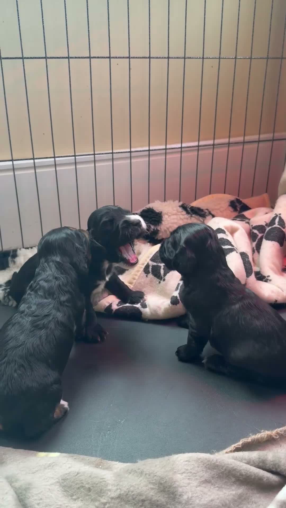 Cocker Spaniel dogs for sale: Beautiful Cocker Spaniel Puppies - 5 Girls&2 Boys in Rugby - Video 1