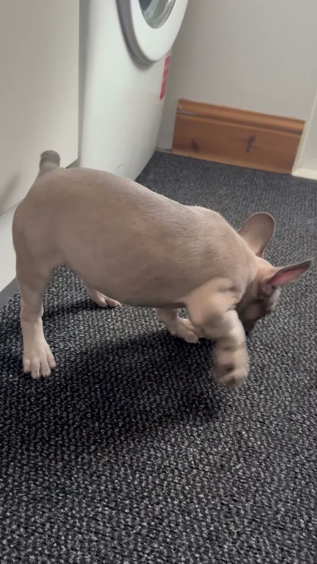 French Bulldog dogs for sale: 3 French bulldog puppies ready to find their home  - Video 2