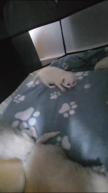 Ragdoll cats for stud: BEAUTIFUL BLUE POINT LARGE STUD RAGDOLL in Preston - Video 2