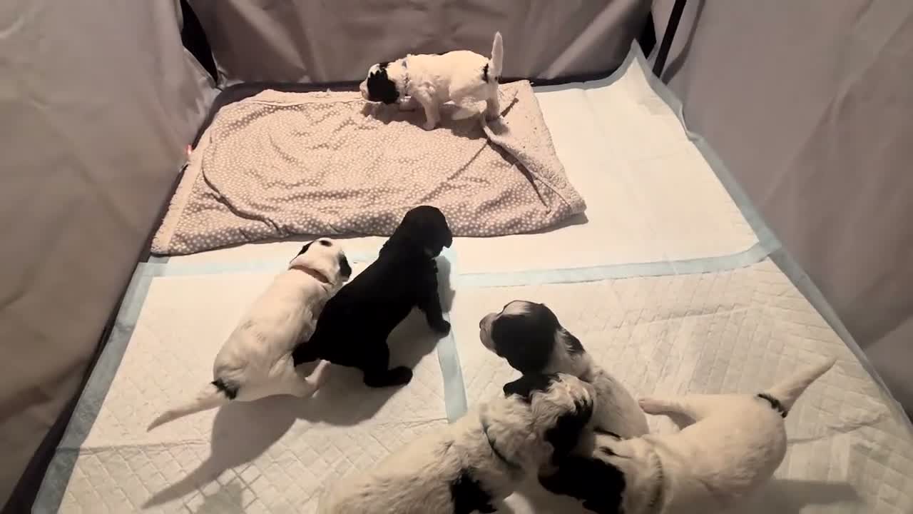 Cockapoo dogs for sale: Beautiful Cockapoo Puppies (5 Boys, 1 Girl) in Doncaster - Video 1