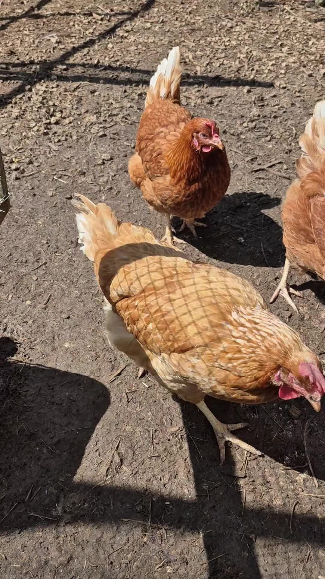 Chickens poultry for sale: Wyandotte and Lohman Browns - Video 1