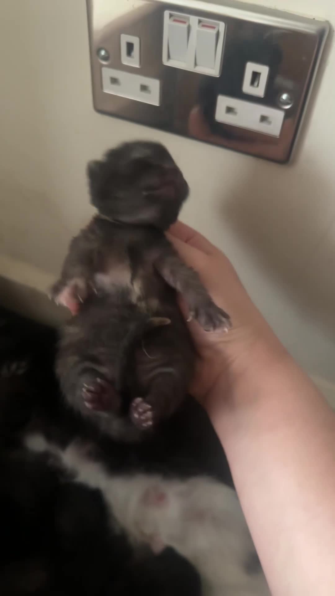 Domestic Shorthair cats for sale: Tuxedo Mum & 6 kittens home needed foster or 4ever - Video 3