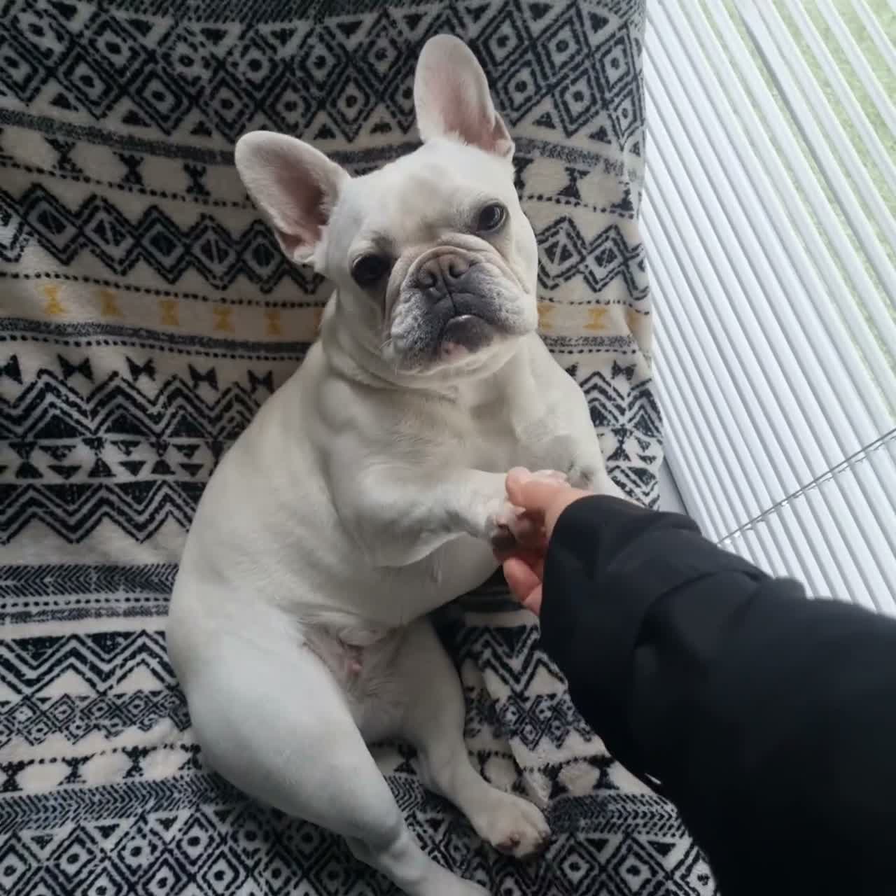 French Bulldog dogs for sale: 3 Year Old French Bulldog Looking for Loving Home - Video 3