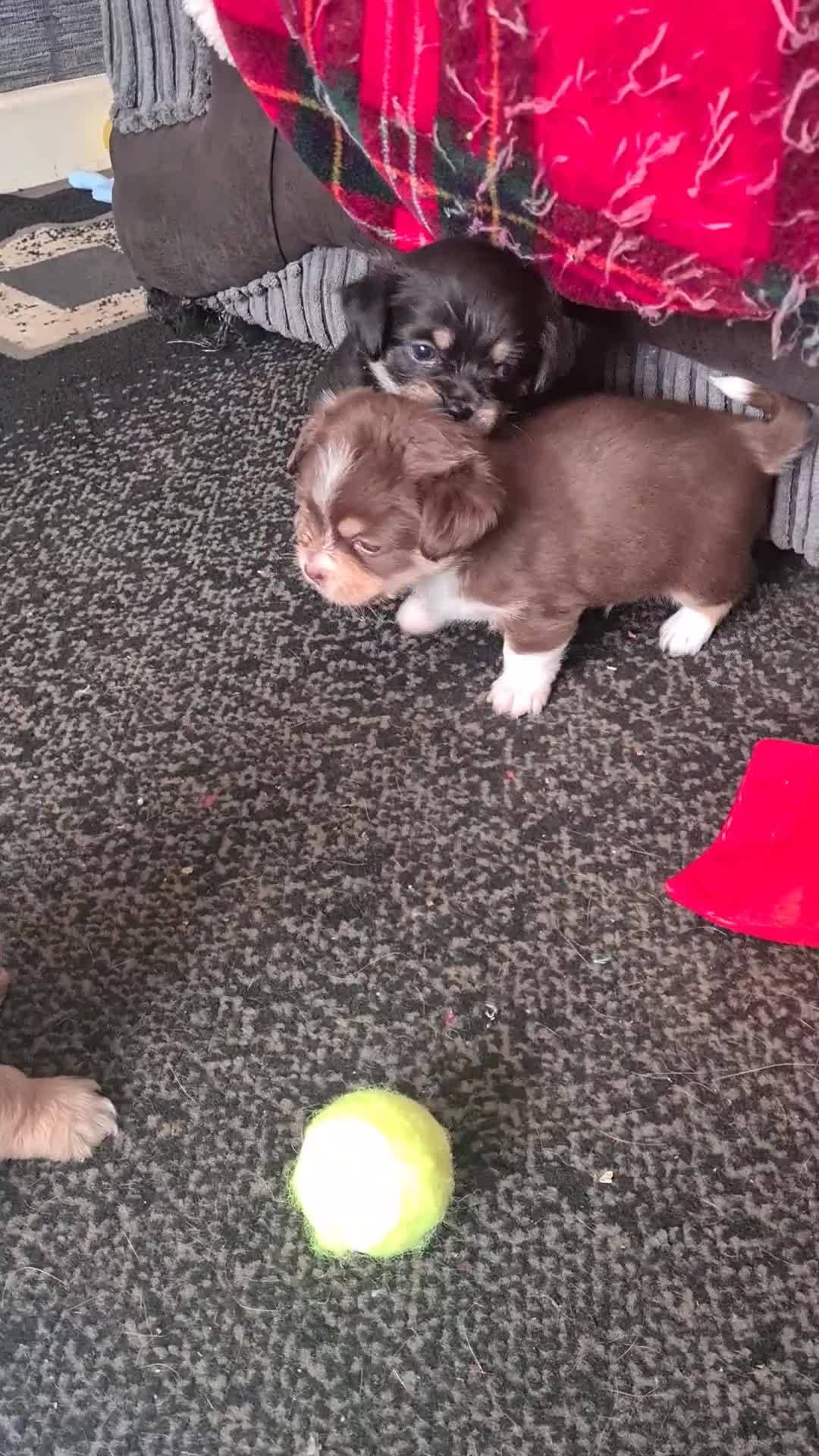 Mixed Breed dogs for sale: Shihchi × pomchi - Video 3