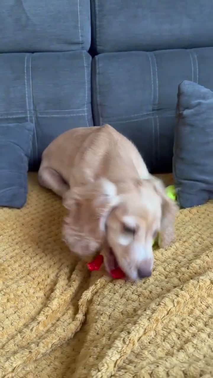 Cocker Spaniel dogs for sale: 4Month-Old Female Golden Cocker Spaniel – Coventry - Video 2