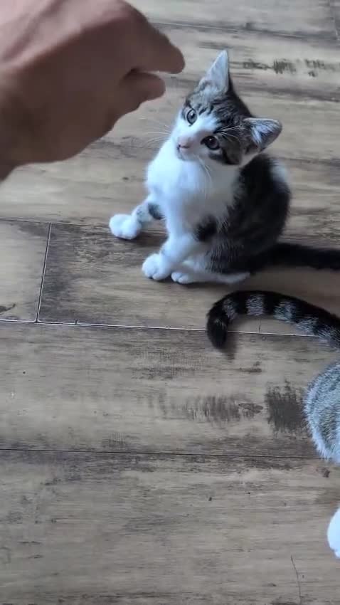 Mixed Breed cats for sale: Lovely, healthy, playful kittens - Video 1