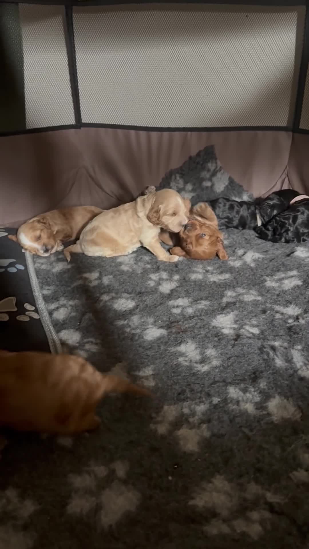 Cockapoo dogs for sale: Beautiful health tested F1 Cockapoo puppies - Video 1