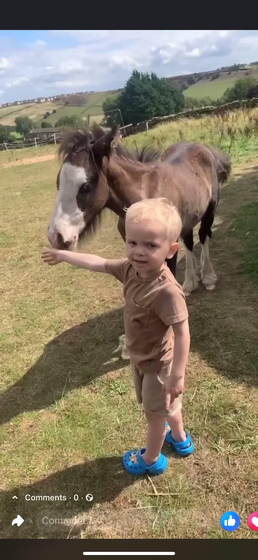 Irish Cob horses for sale: Stunning cob foal looking for new family. - Video 2