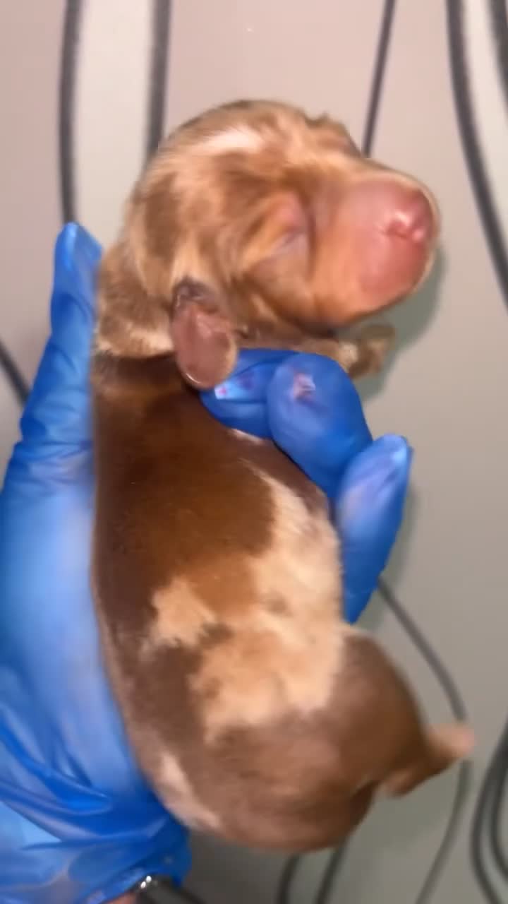 Dachshund dogs for sale: 3 smooth haired 1 long haired for sale!  - Video 4