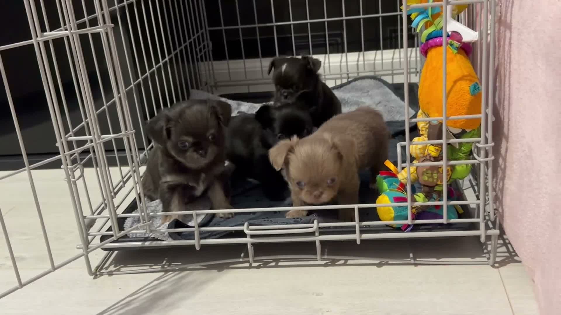 Chihuahua dogs for sale: Long coat chihuahua  - Video 3