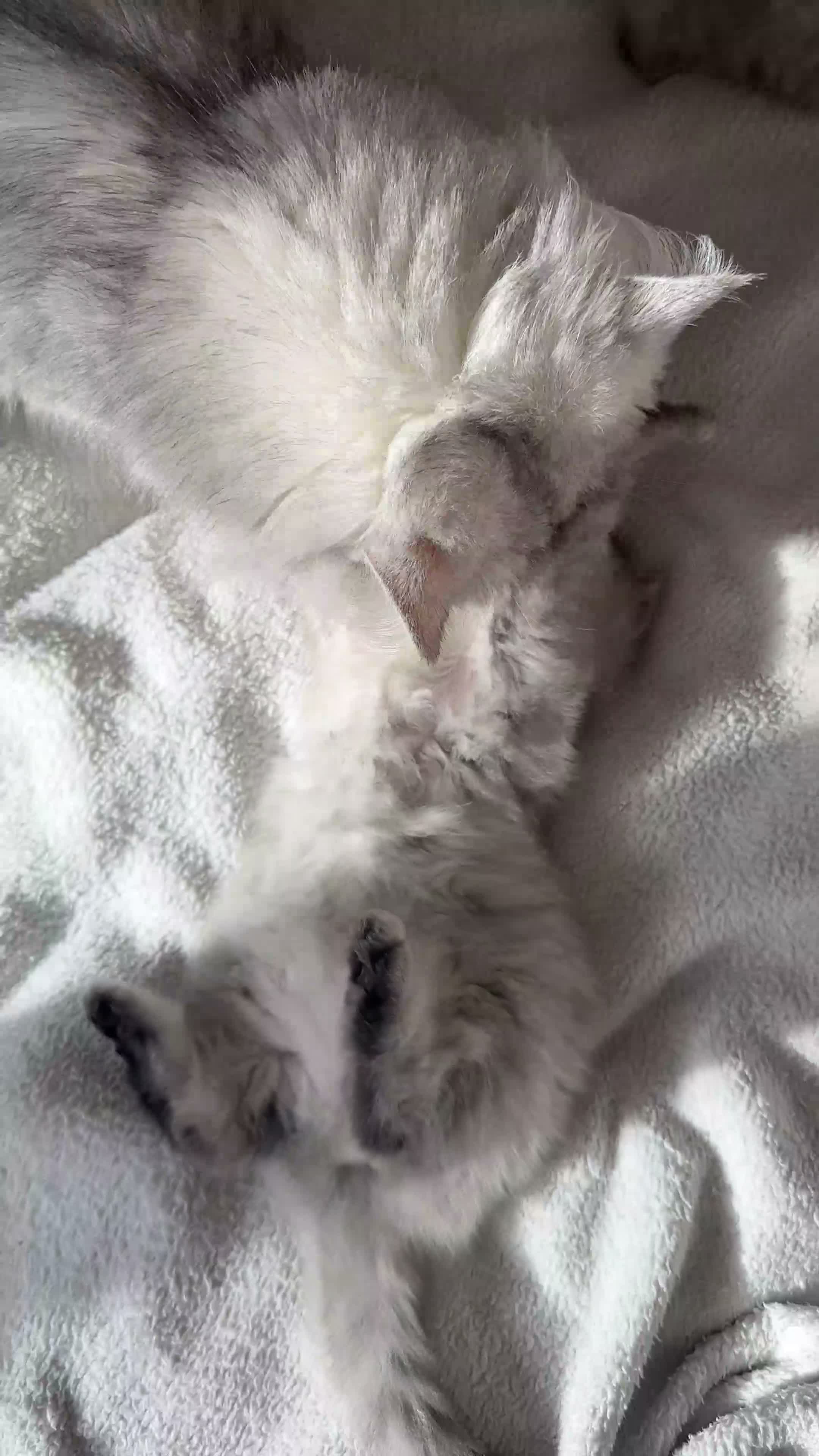 Mixed Breed cats for sale: Beautiful Fluffy Kittens – BritishLonghair&Ragdoll in Penicuik - Video 1