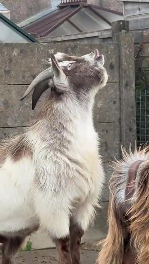 Goats livestock for sale: Male pygmy goat for sale - Video 1