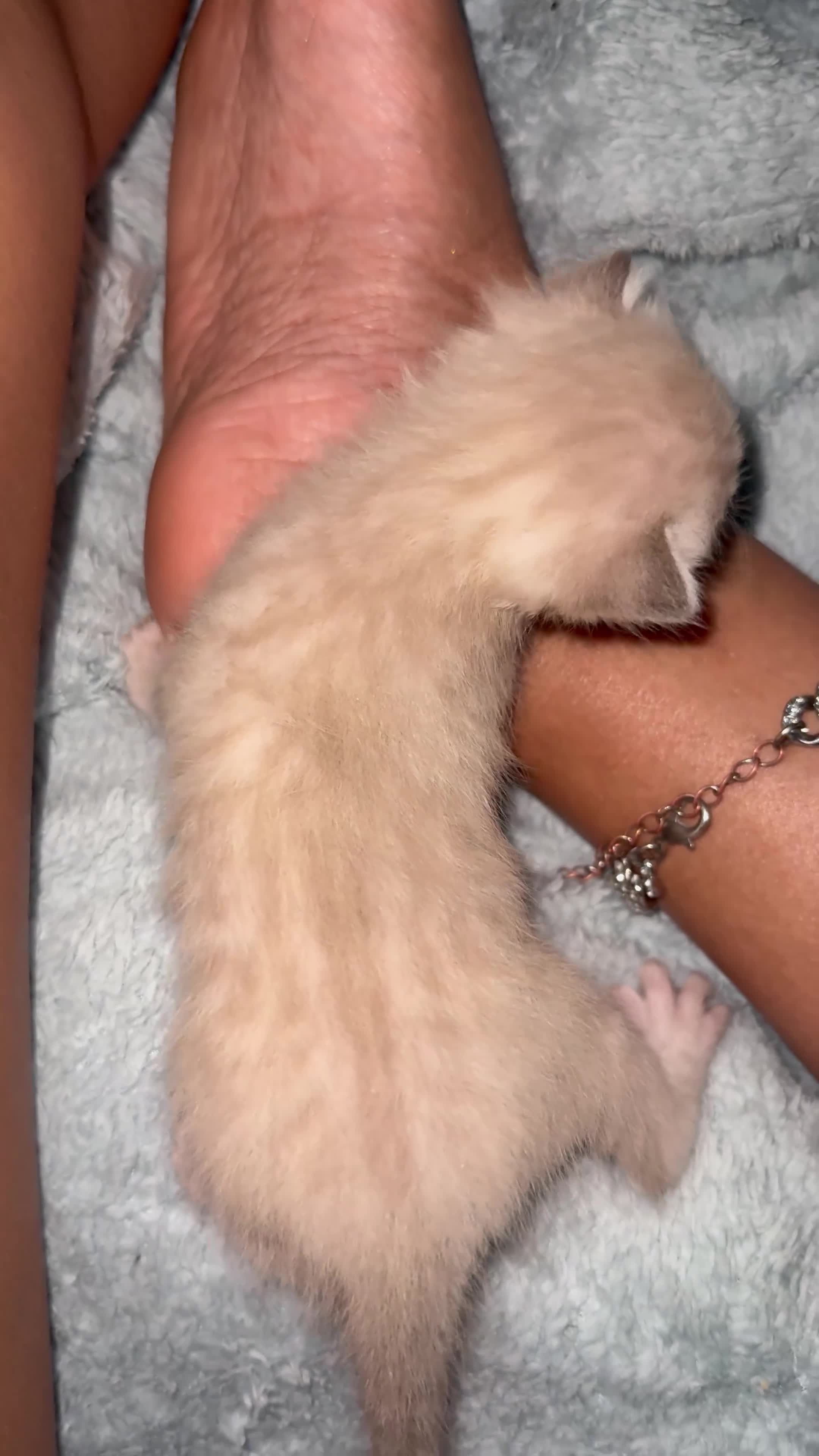 Mixed Breed cats for sale: 8 weeks tabby  - Video 1