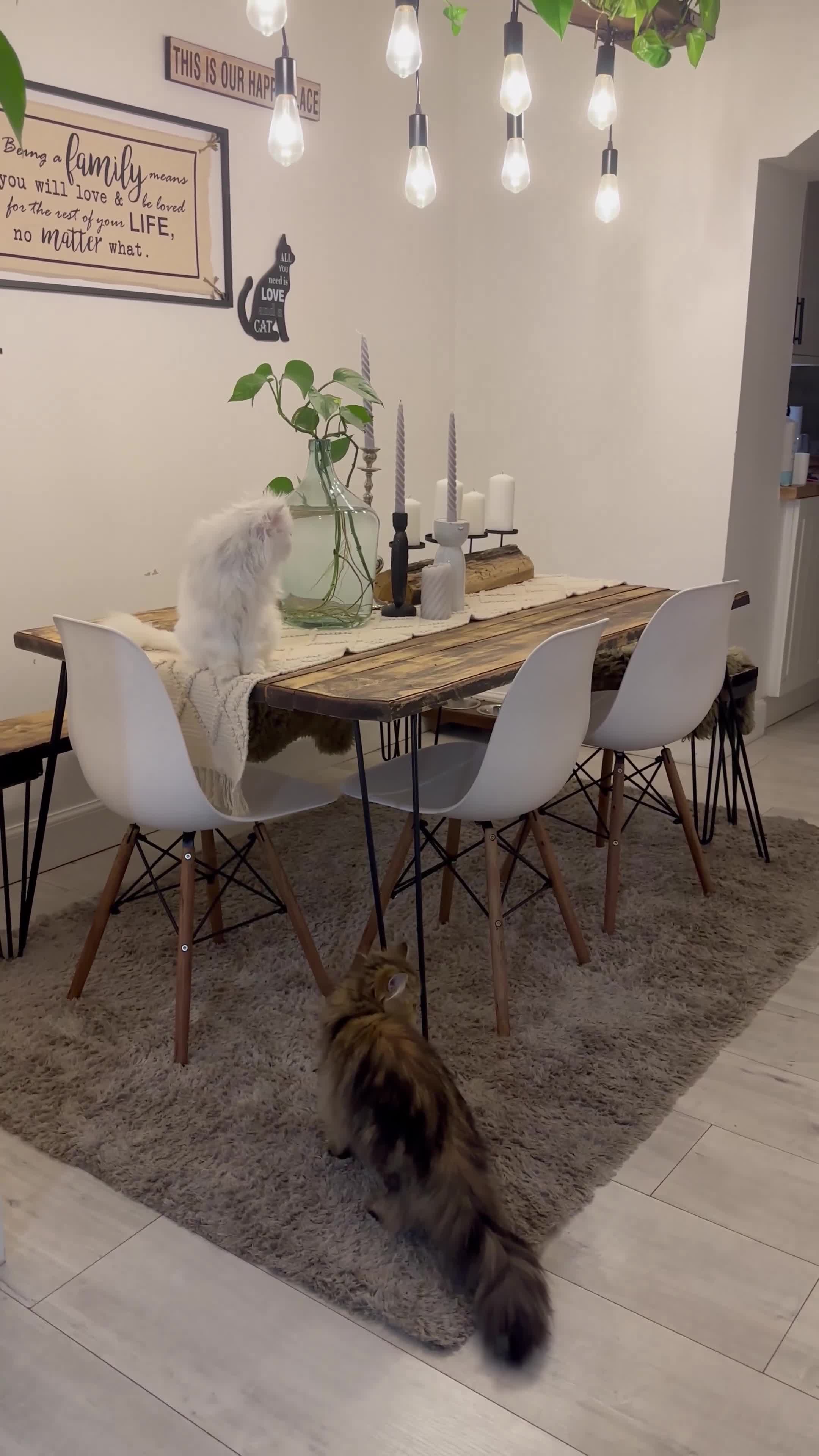 Persian cats for sale: Persian chinchilla cats - Video 1