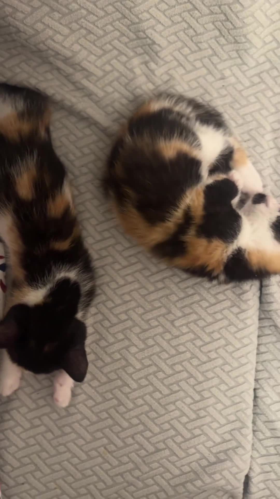 Mixed Breed cats for sale: 2 and half month old kittens for adoption! - Video 1