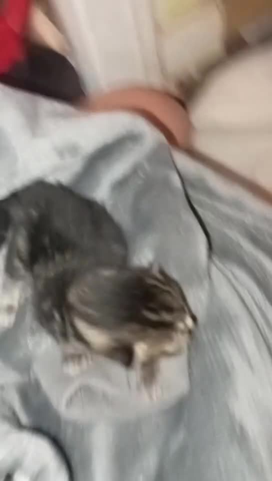 Mixed Breed cats for sale: Kittens for sale. 1 black male and 1 tabby female  - Video 2