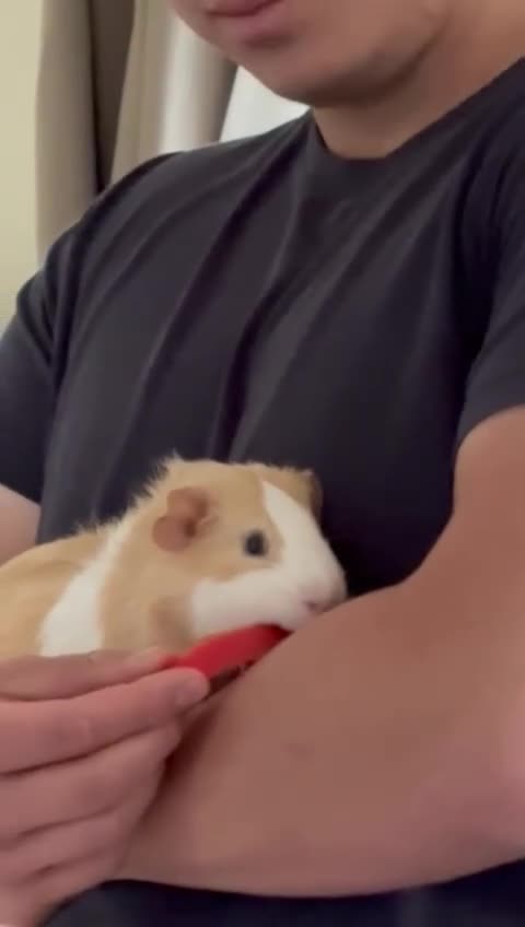 Guinea Pig rodents for sale: A Loving Home Needed for Our Guinea Pig - Video 2