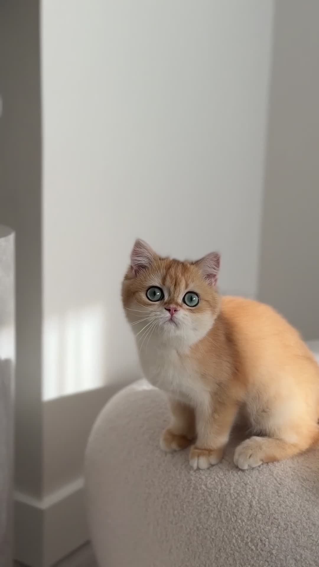 British Shorthair cats for sale: British Shorthair Golden Boy  sold  - Video 5