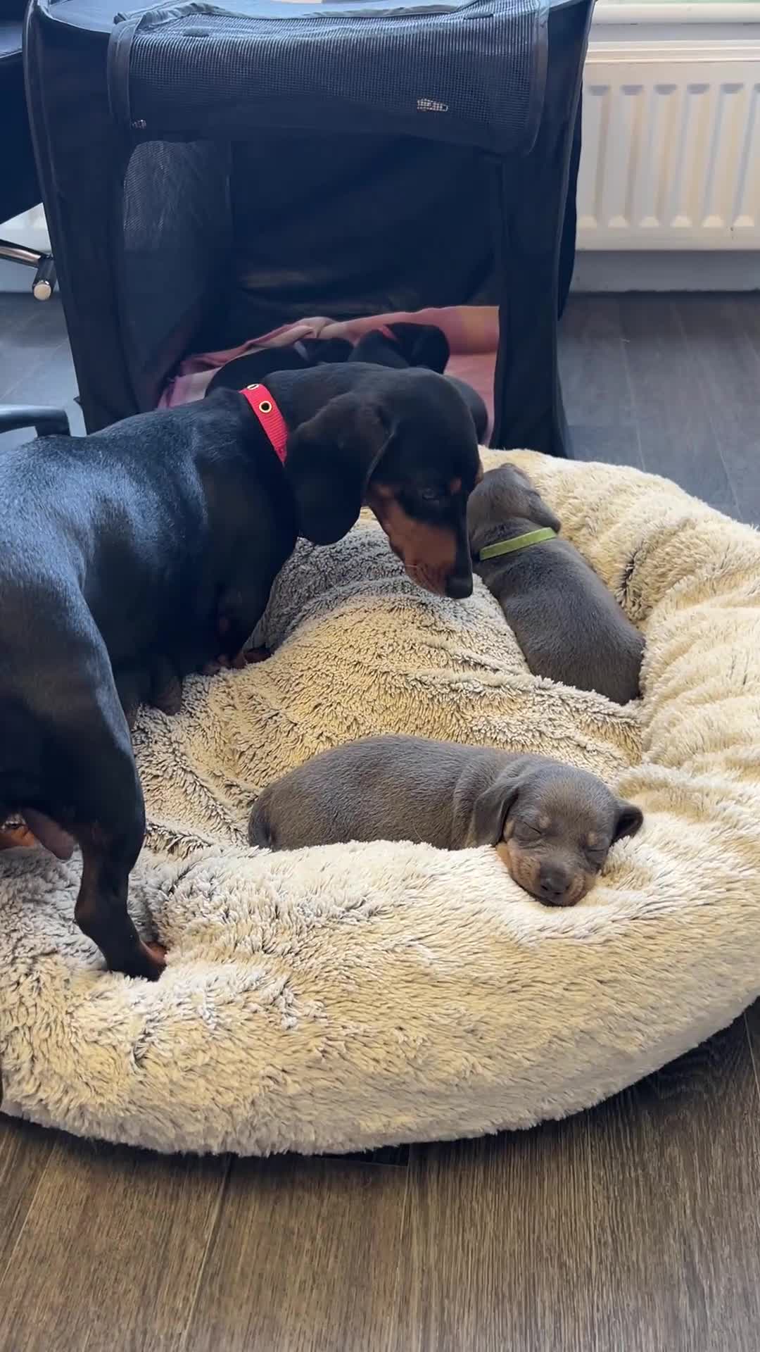 Dachshund dogs for sale: Lilac and tan dachshund puppies Black and Tan  in Canterbury - Video 2