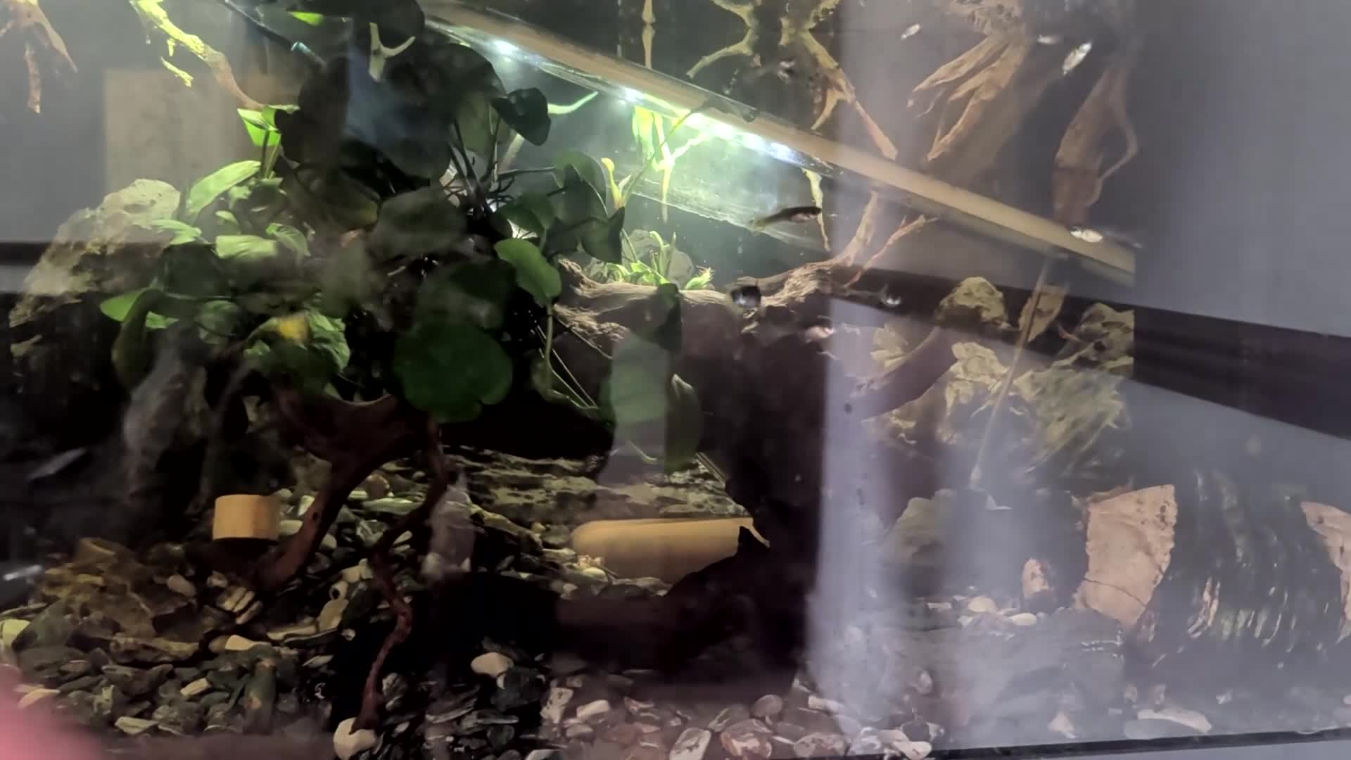 Other/Mixed Breed fish for sale: Fish tank with variety of fish - Video 1
