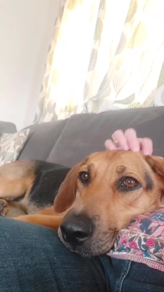 Mixed Breed dogs for adoption: Ruby is looking for her forever home - Video 1