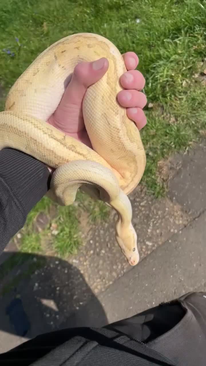 Python Snake reptiles for sale: Banana lesser pinstripe ball python - Video 1