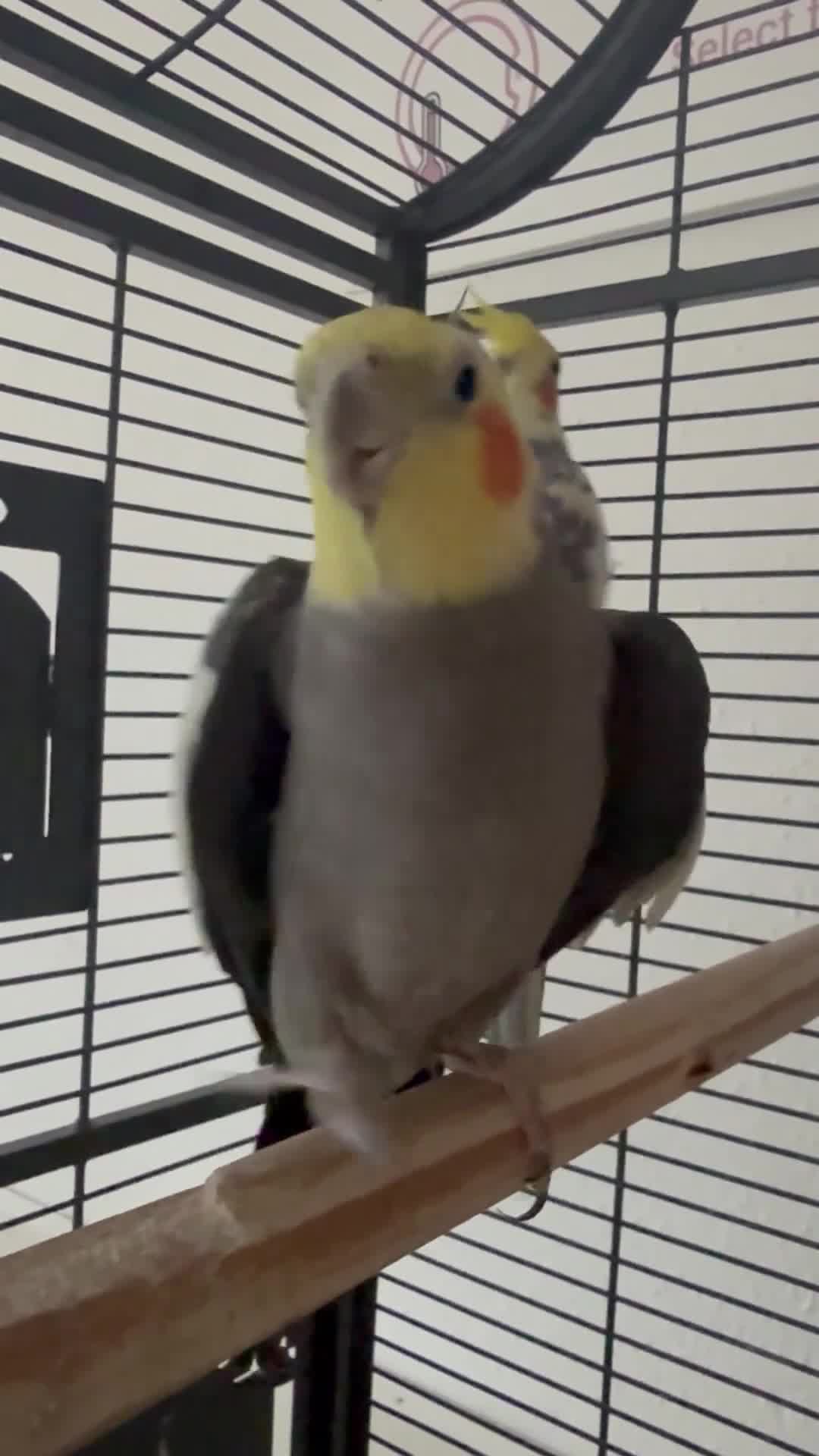 Cockatiels birds for sale: 2 beautiful family cockatiels for sale - Video 1