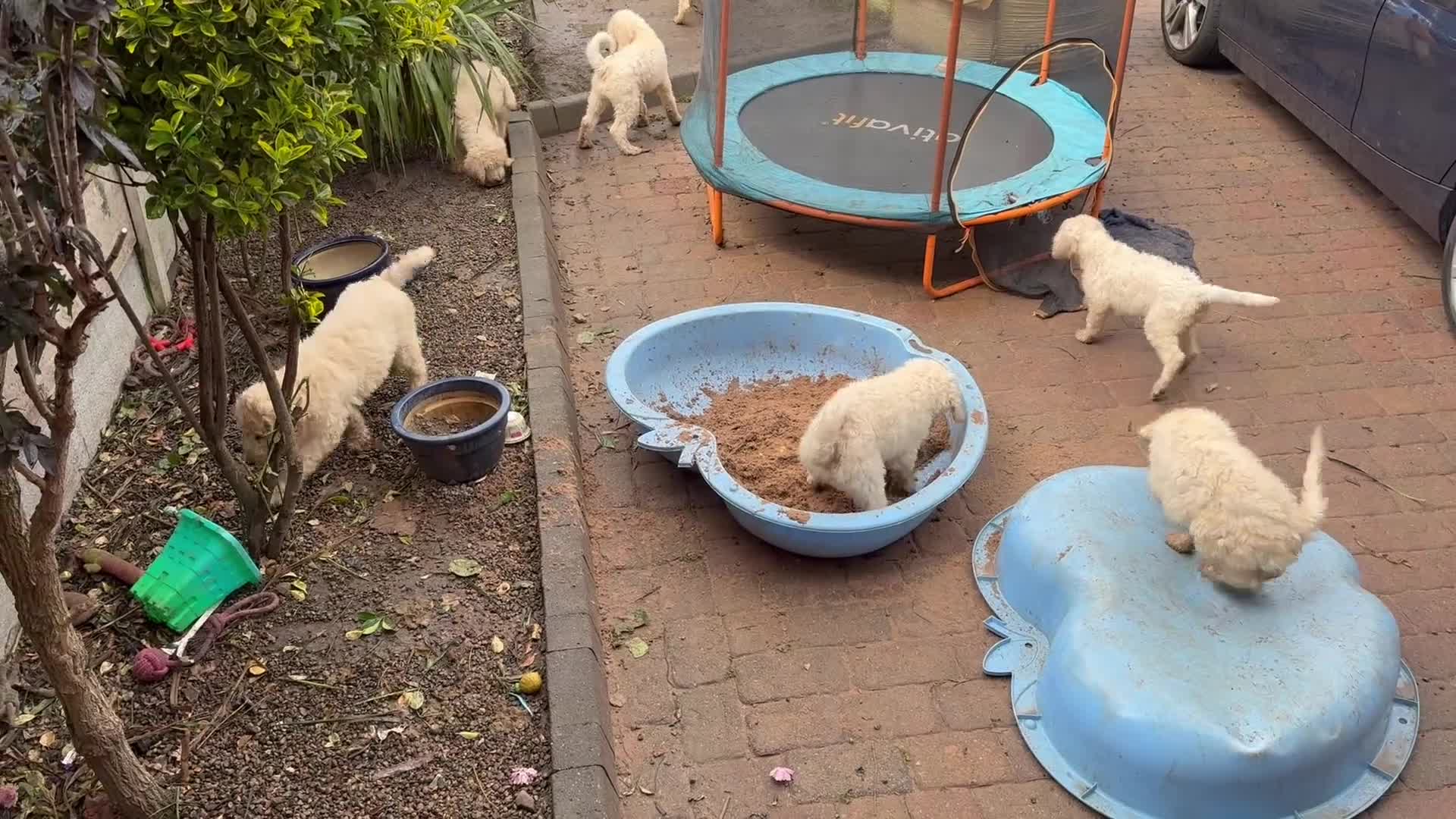 Standard Poodle dogs for sale: 🥇 White KC Standard Poodle Puppies – Ready Now ✨ - Video 3