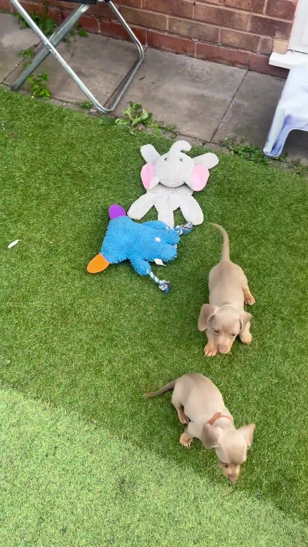 Dachshund dogs for sale: Miniature Isabella Tan Smooth Coat Dachshunds - Video 1