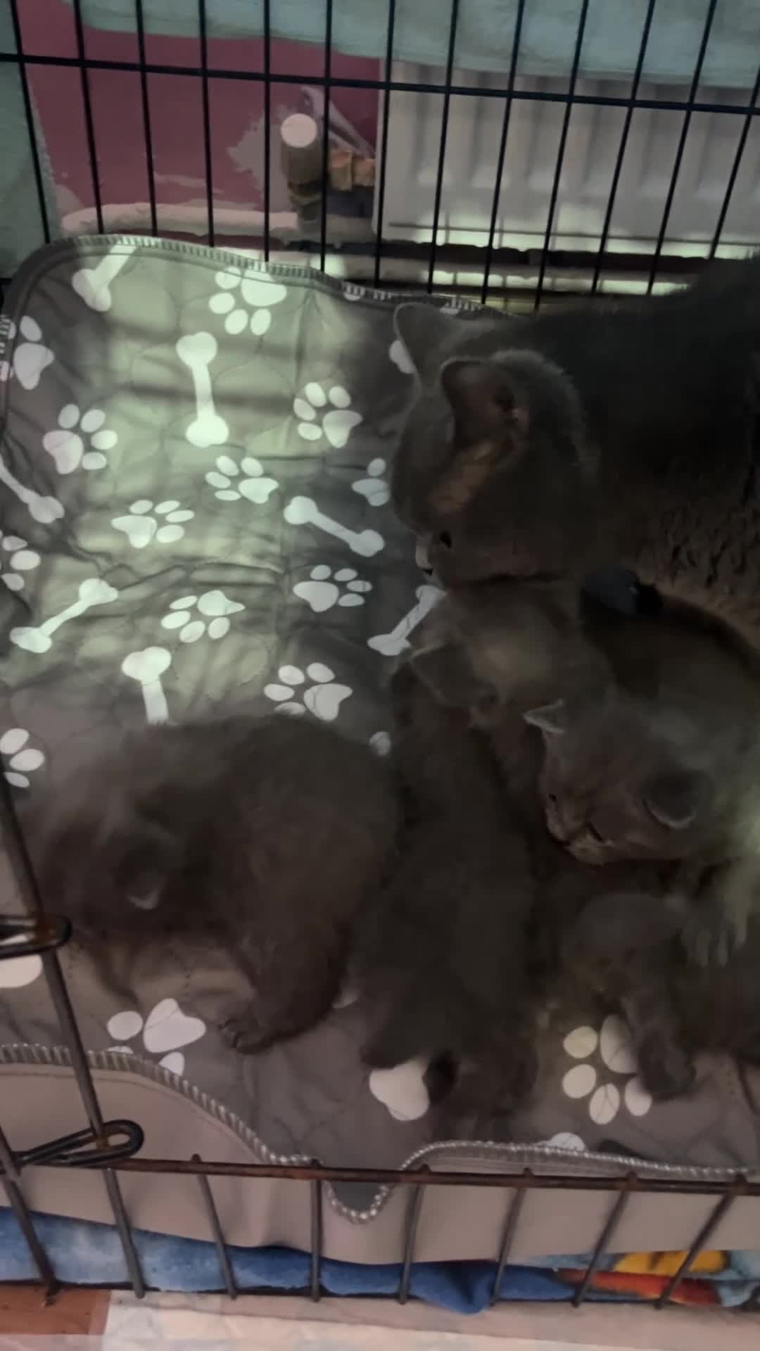 British Shorthair cats for sale: 7 British short hair kittens is looking for home  - Video 1