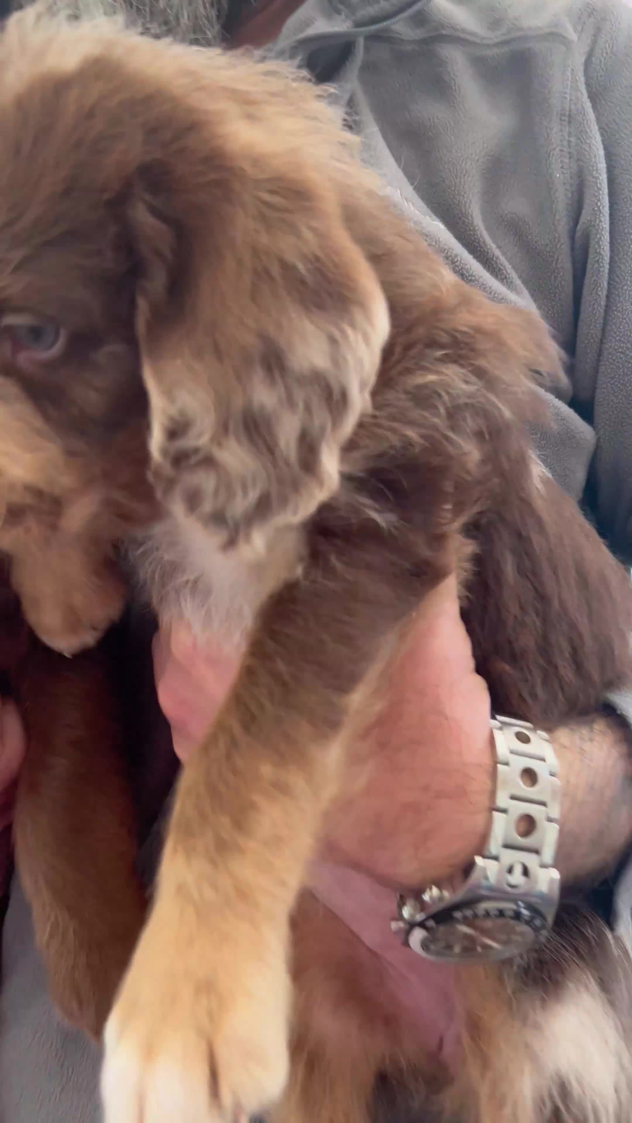 Labradoodle dogs for sale: 7 beautiful Labradoodle puppies available  - Video 3