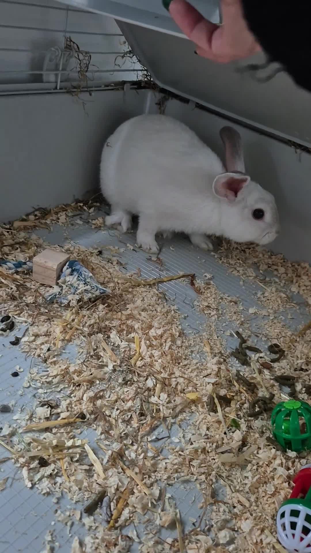 New Zealand rabbits for sale: 2x white rabbits for sale  - Video 1
