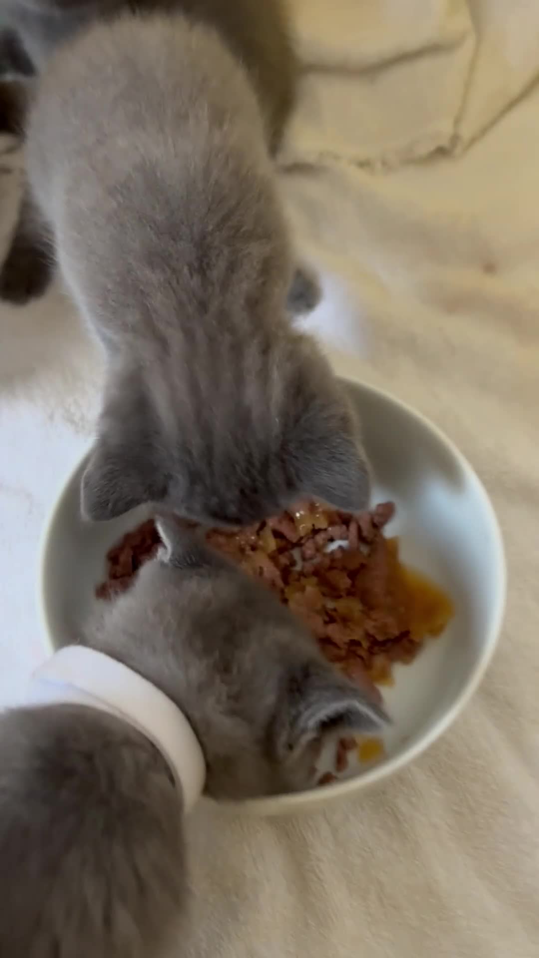 Brazilian Shorthair cats for sale: British Shorthair kittens (chunky pedigrees) - Video 4