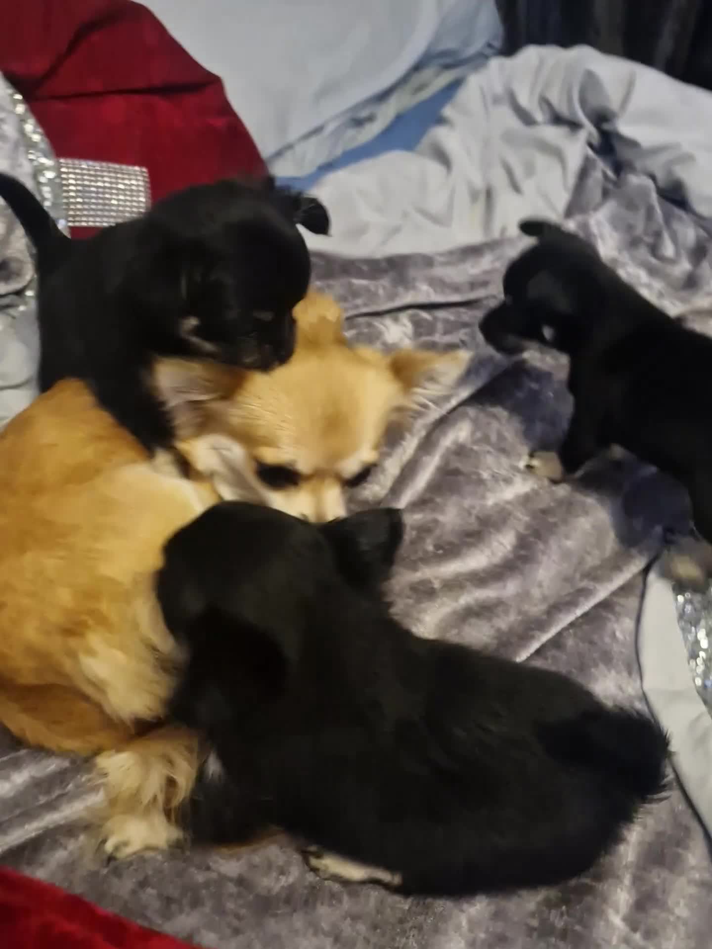 Chihuahua dogs for sale: Beautiful long and short haired chihuahua puppys - Video 1